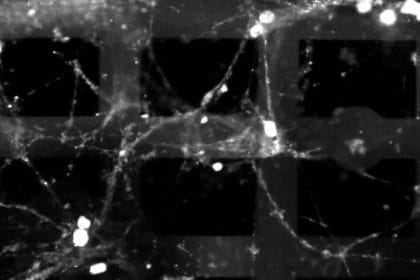 Dispositivo 3D cerebral con neuronas vivas en Princeton