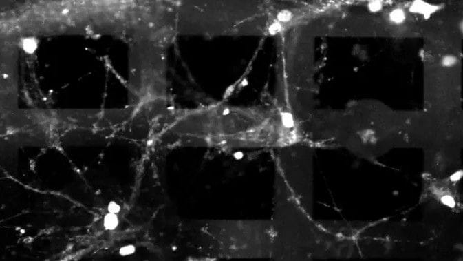 Dispositivo 3D cerebral con neuronas vivas en Princeton