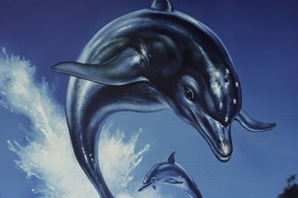 Ecco the Dolphin Complete nuevo anuncio