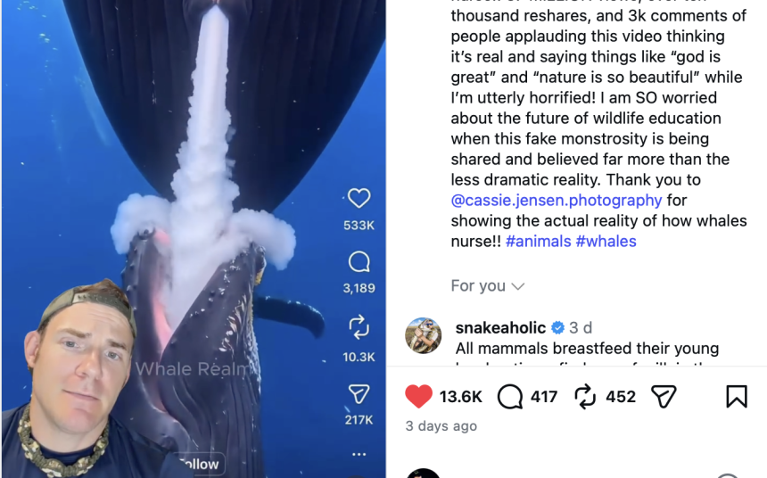 Vídeo generado por IA de una ballena y su cría